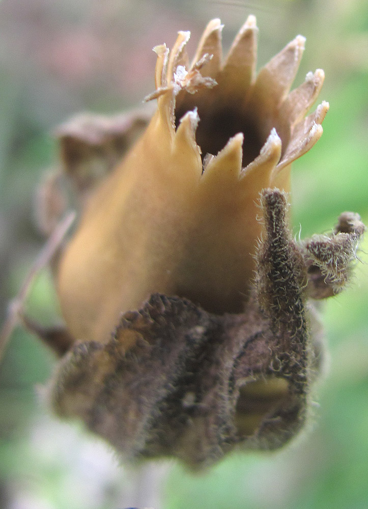 Image of Melandrium latifolium specimen.