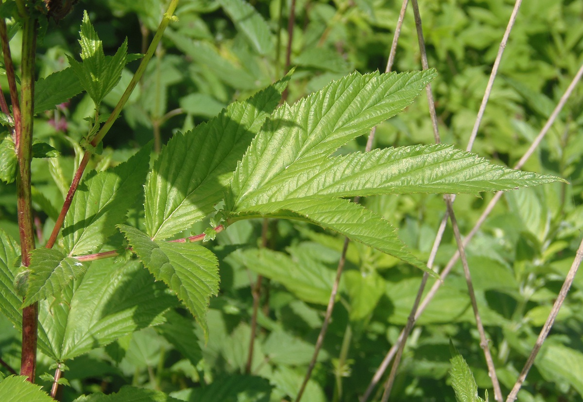 Image of Filipendula ulmaria ssp. denudata specimen.