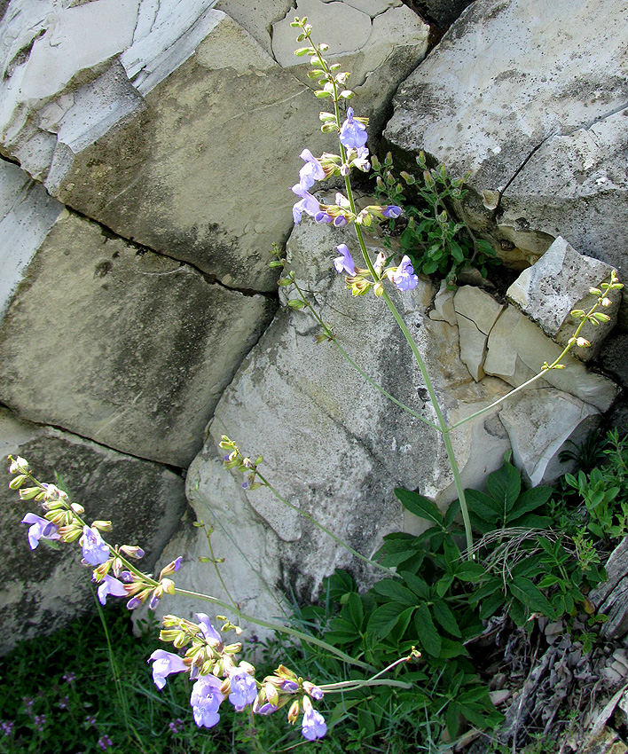 Image of Salvia ringens specimen.