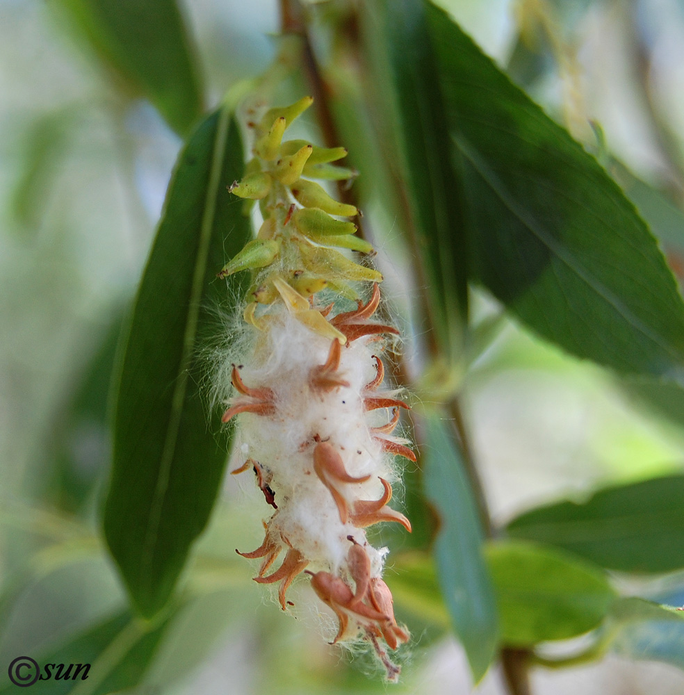 Image of genus Salix specimen.