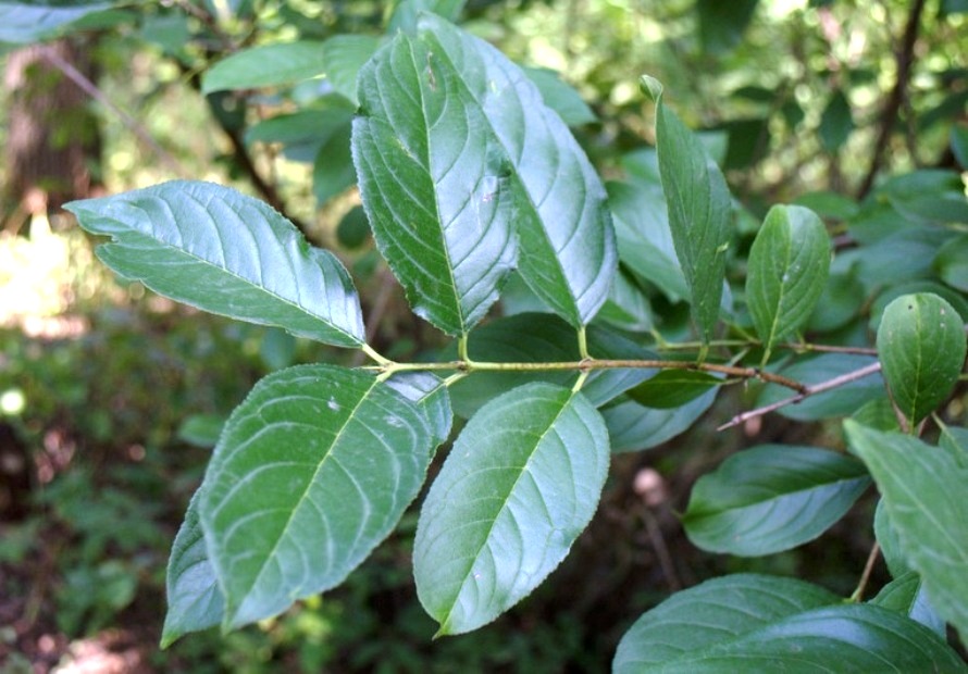 Image of Rhamnus dolichophylla specimen.