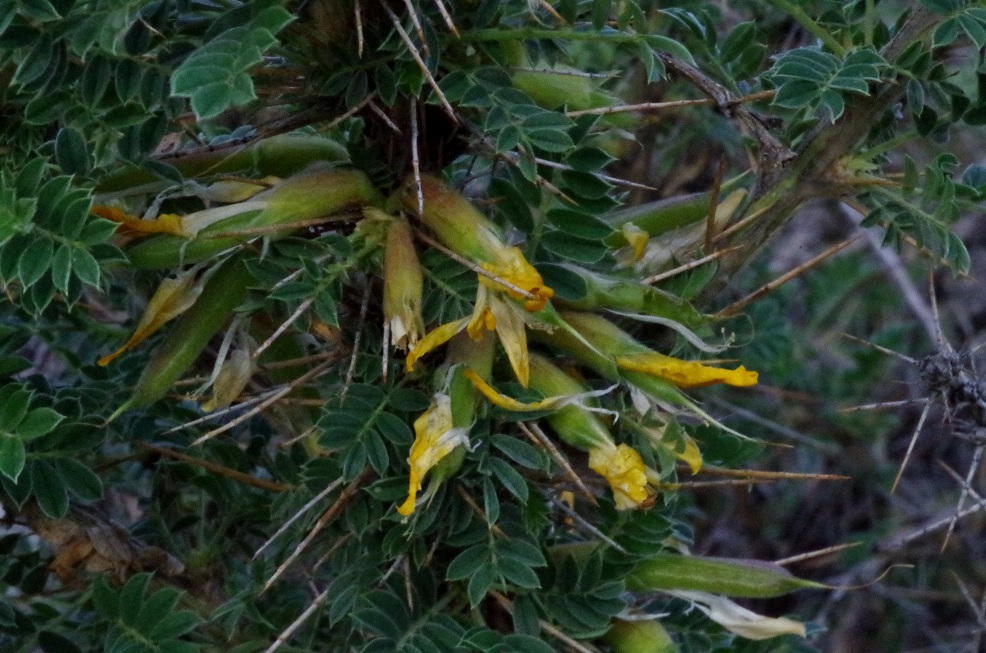 Image of Caragana pleiophylla specimen.