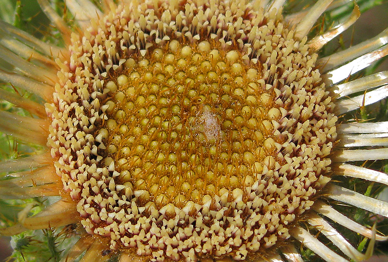 Изображение особи Carlina biebersteinii.