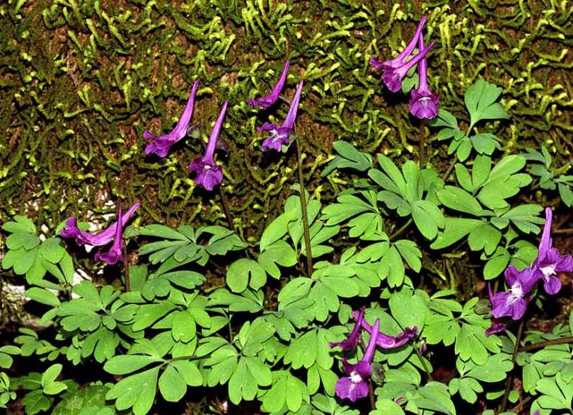 Image of Corydalis caucasica specimen.