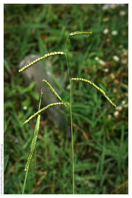 Изображение особи Paspalum dilatatum.