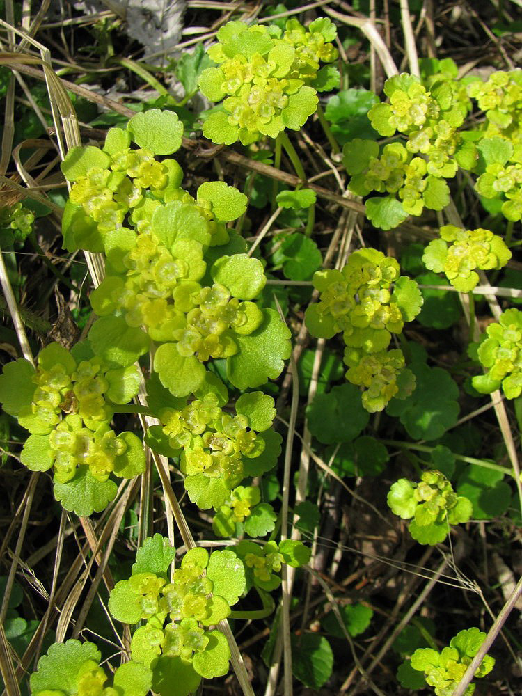 Image of Chrysosplenium alternifolium specimen.