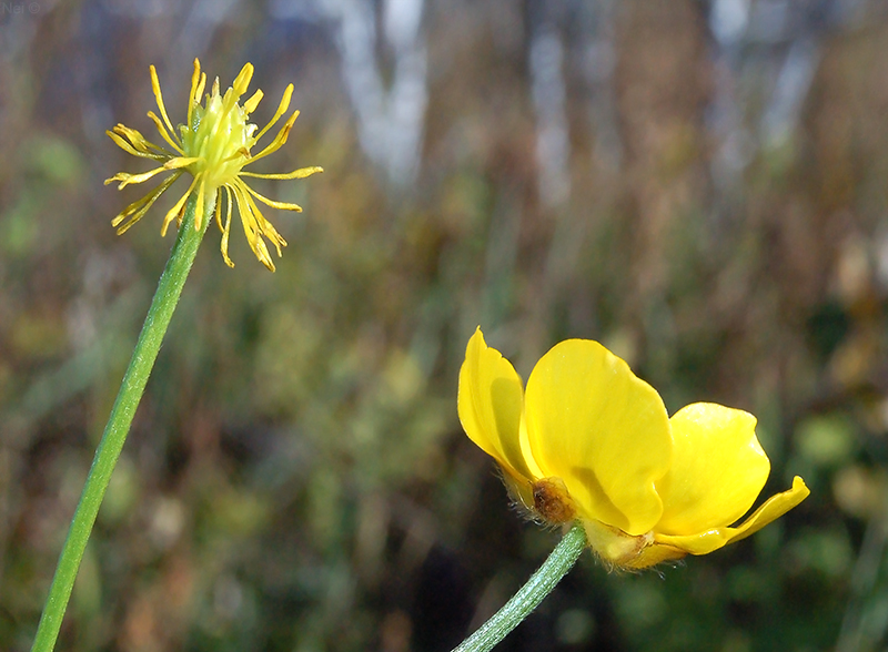 Изображение особи Ranunculus submarginatus.