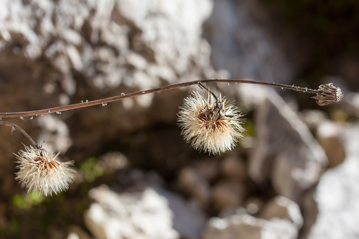 Image of genus Hieracium specimen.