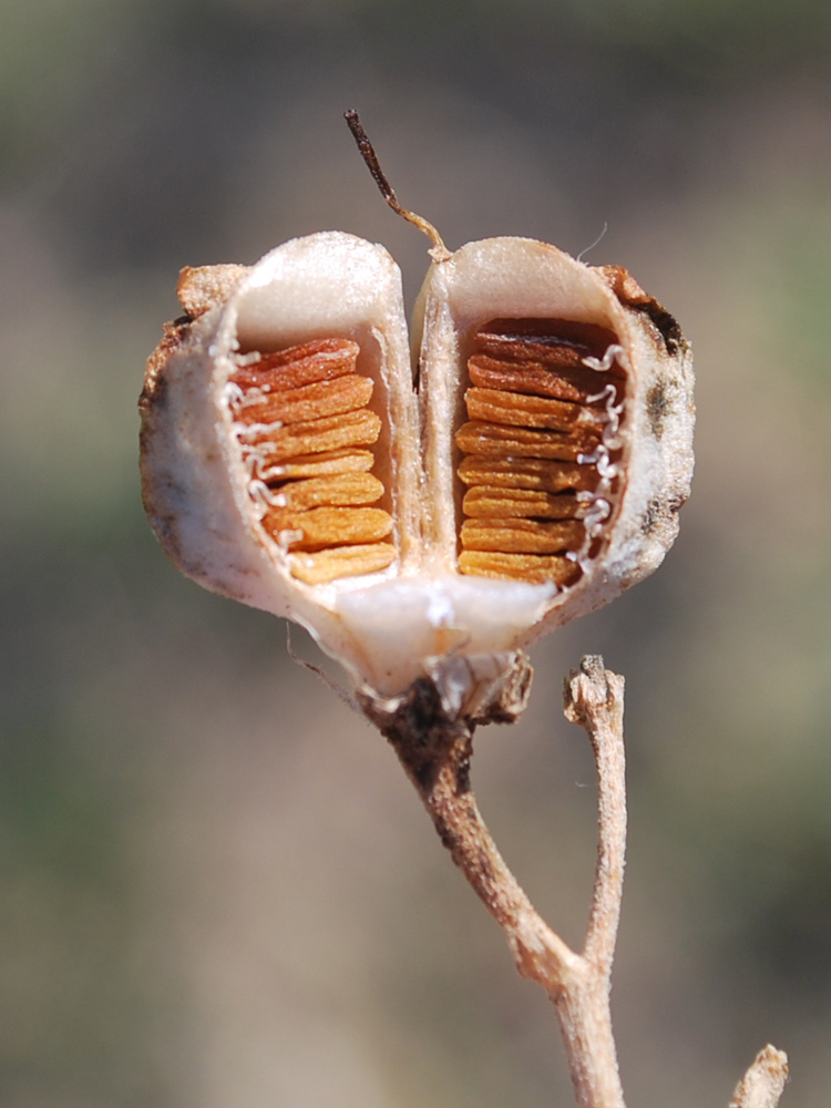 Изображение особи Rhinopetalum stenantherum.