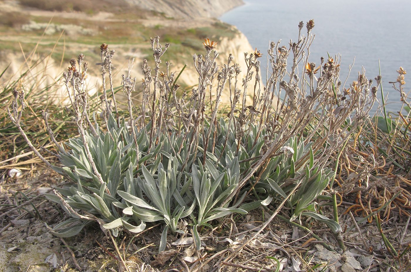 Image of Galatella villosa specimen.