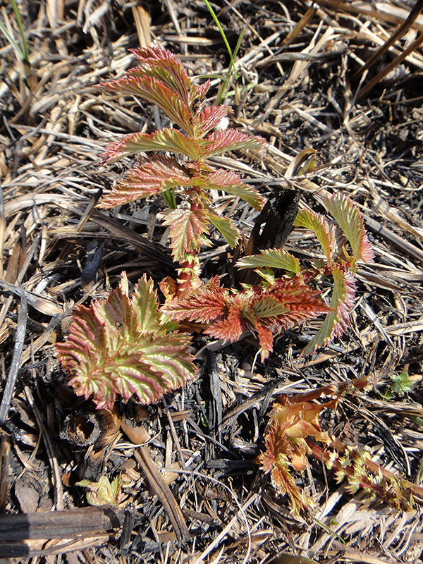 Image of Filipendula ulmaria specimen.