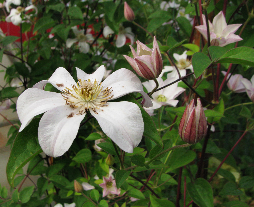 Image of Clematis &times; jackmanii specimen.