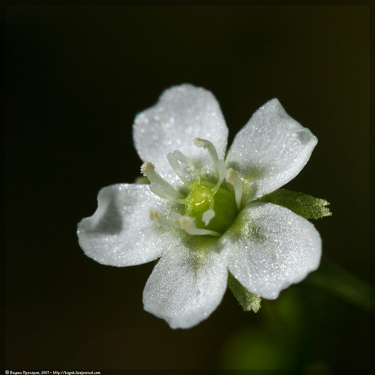 Изображение особи Drosera rotundifolia.