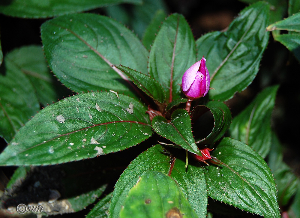 Image of Impatiens hawkeri specimen.