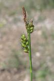 Carex liparocarpos. Соцветия. Горный Крым, Главная гряда, Чернореченский каньон. 5 мая 2015 г.