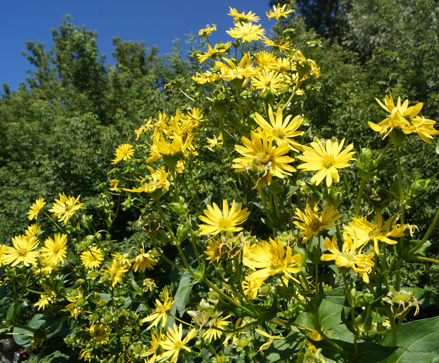 Image of Silphium perfoliatum specimen.