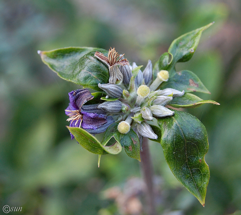 Image of Clematis heracleifolia specimen.