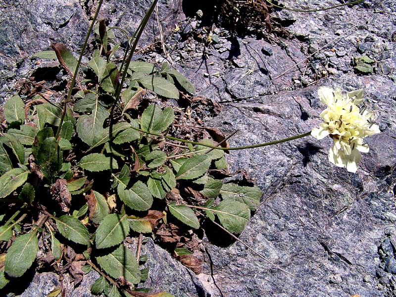 Изображение особи Cephalaria dagestanica.