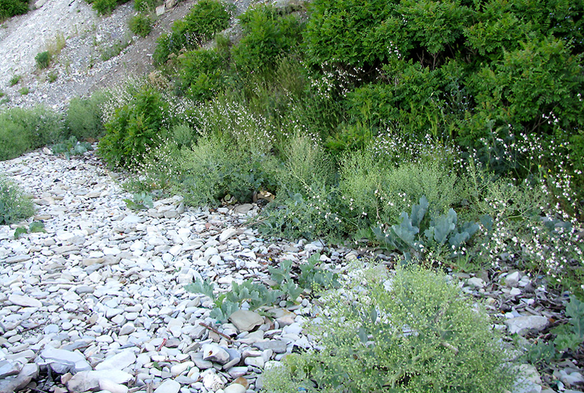 Image of Crambe maritima specimen.