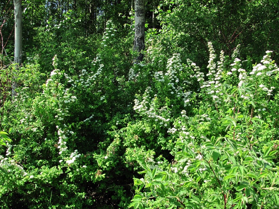 Image of Spiraea media specimen.