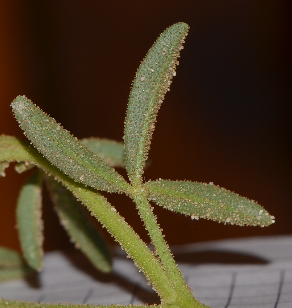 Изображение особи Cleome amblyocarpa.