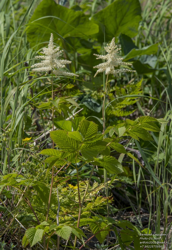 Изображение особи Aruncus dioicus.