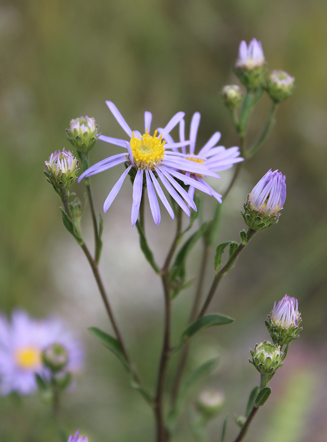 Image of Aster amellus specimen.