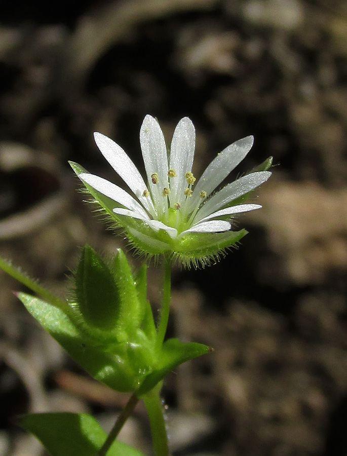 Image of Stellaria neglecta specimen.