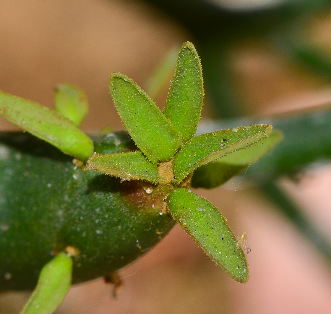 Image of Euphorbia tirucalli specimen.