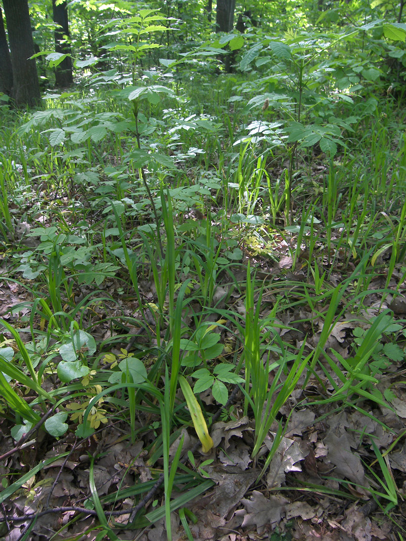 Изображение особи Carex pilosa.