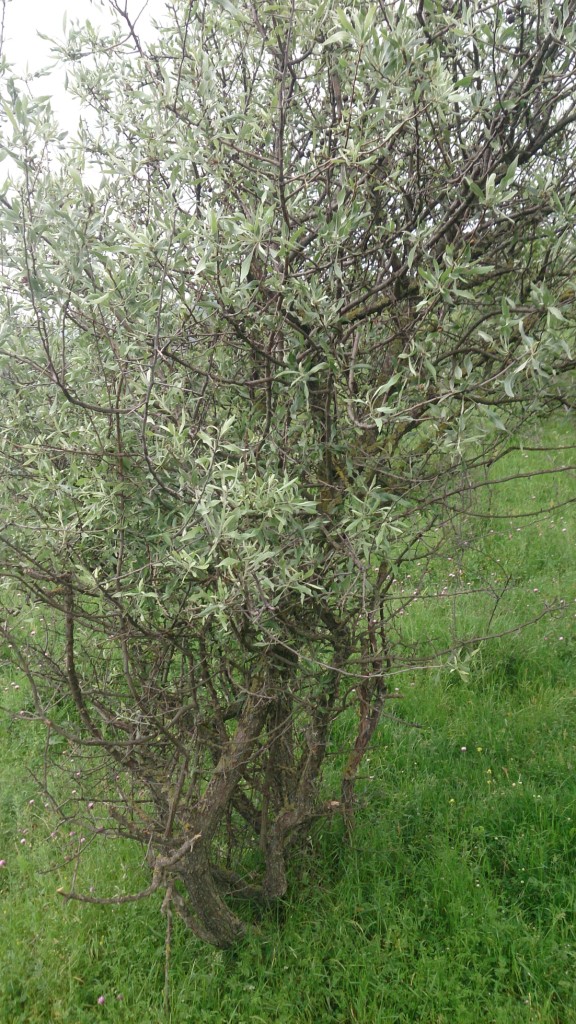 Image of Elaeagnus angustifolia specimen.