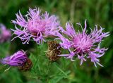 Centaurea jacea