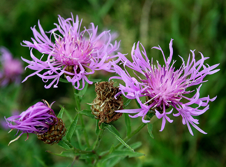 Image of Centaurea jacea specimen.