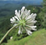 Scabiosa bipinnata