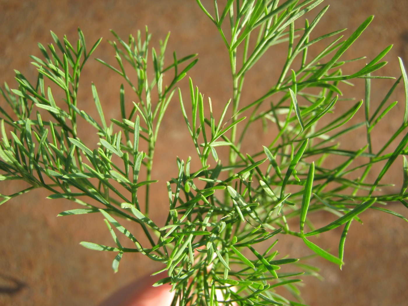 Image of familia Apiaceae specimen.