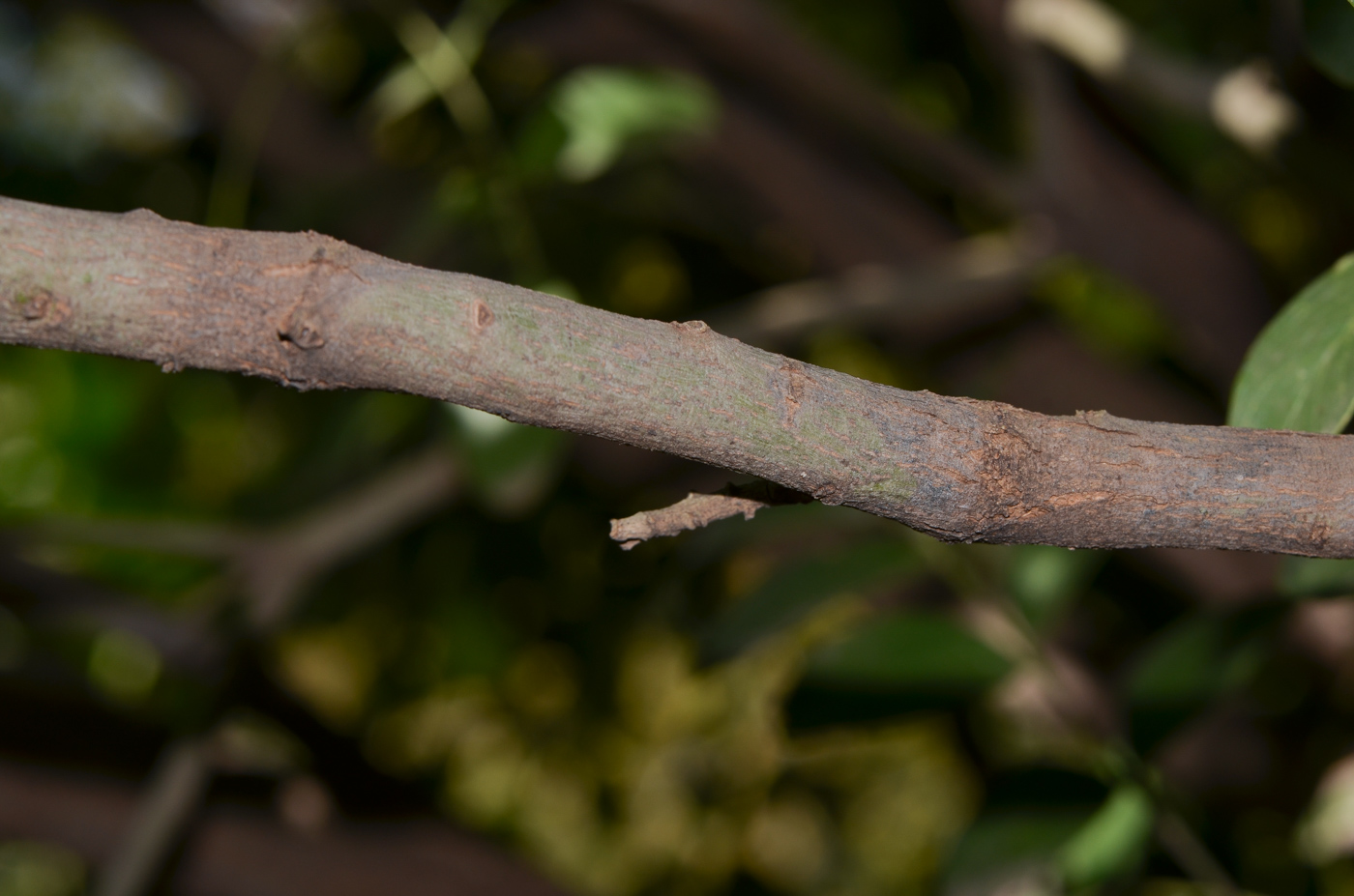 Image of Sophora secundiflora specimen.