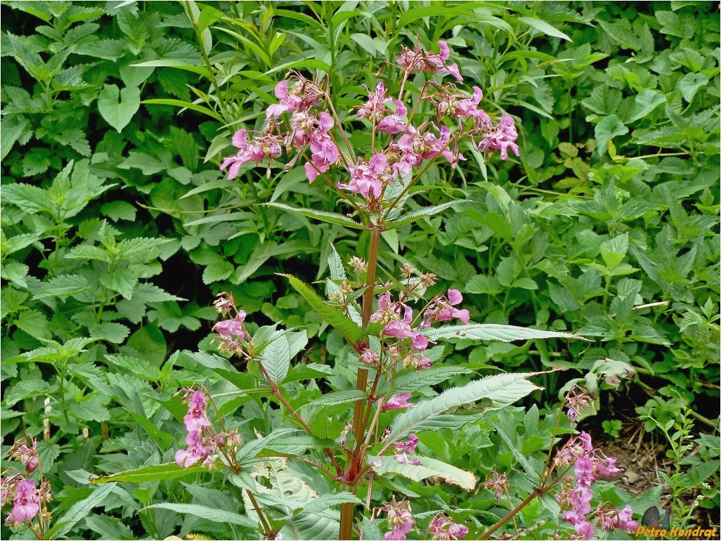 Image of Impatiens glandulifera specimen.