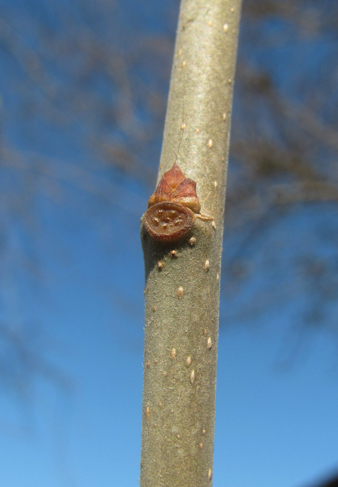 Image of Morus alba specimen.