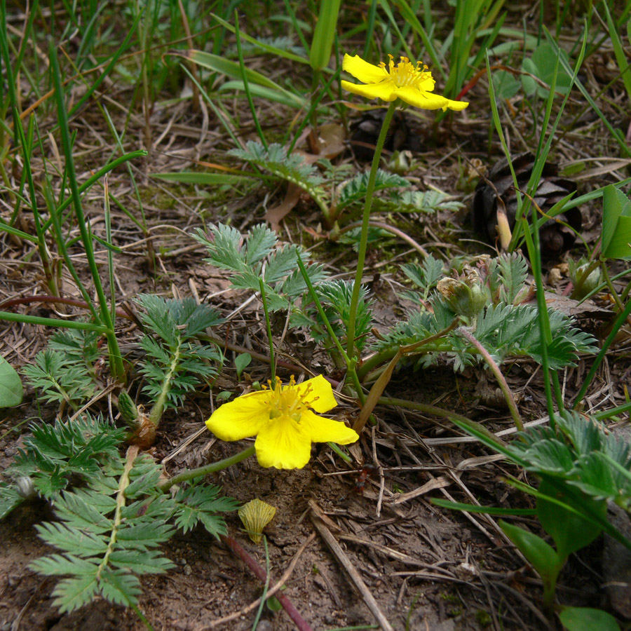 Image of Potentilla anserina specimen.