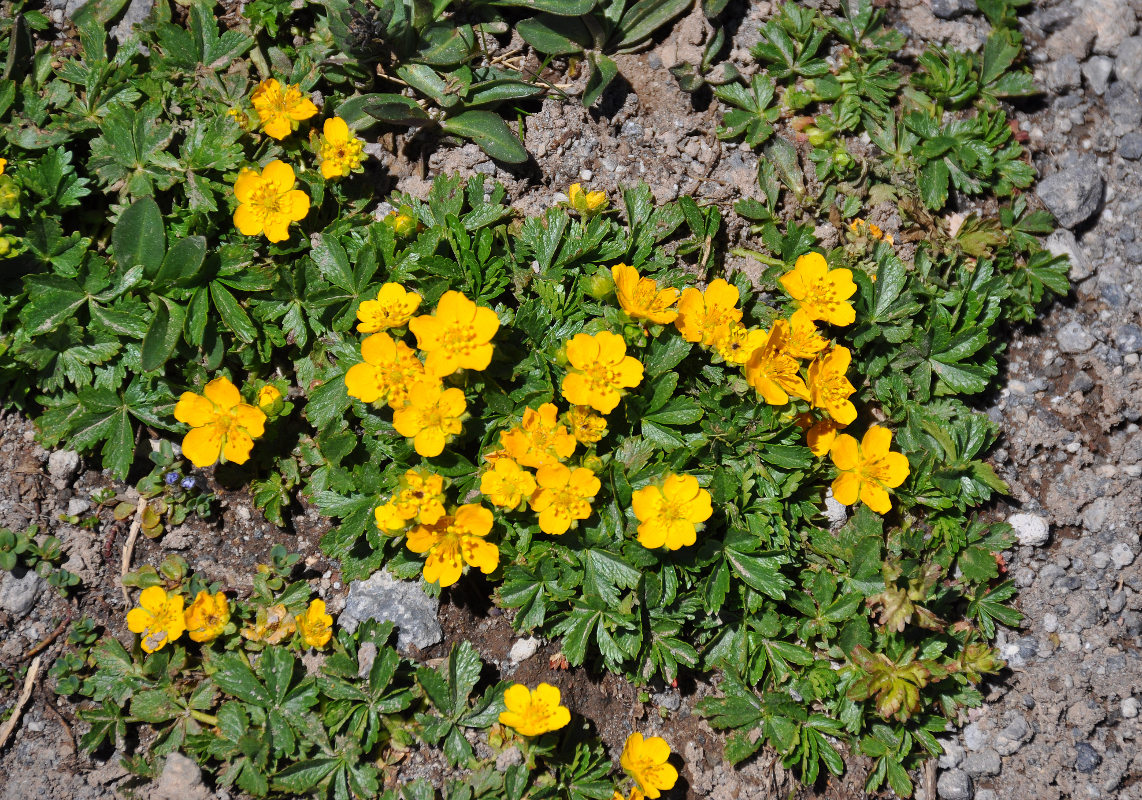 Image of Potentilla ruprechtii specimen.