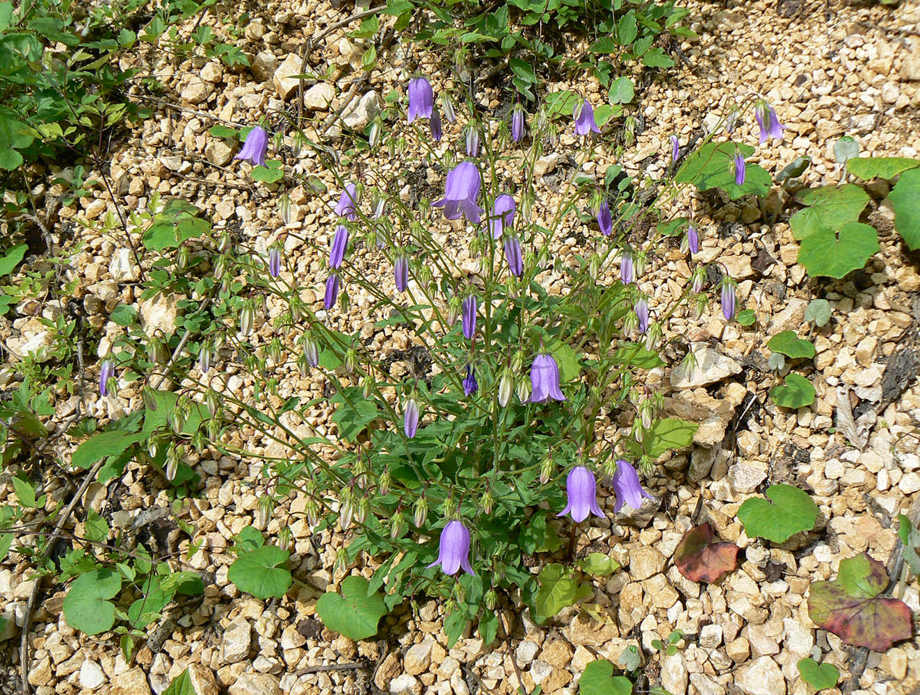 Image of Campanula longistyla specimen.