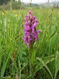 Dactylorhiza × aschersoniana