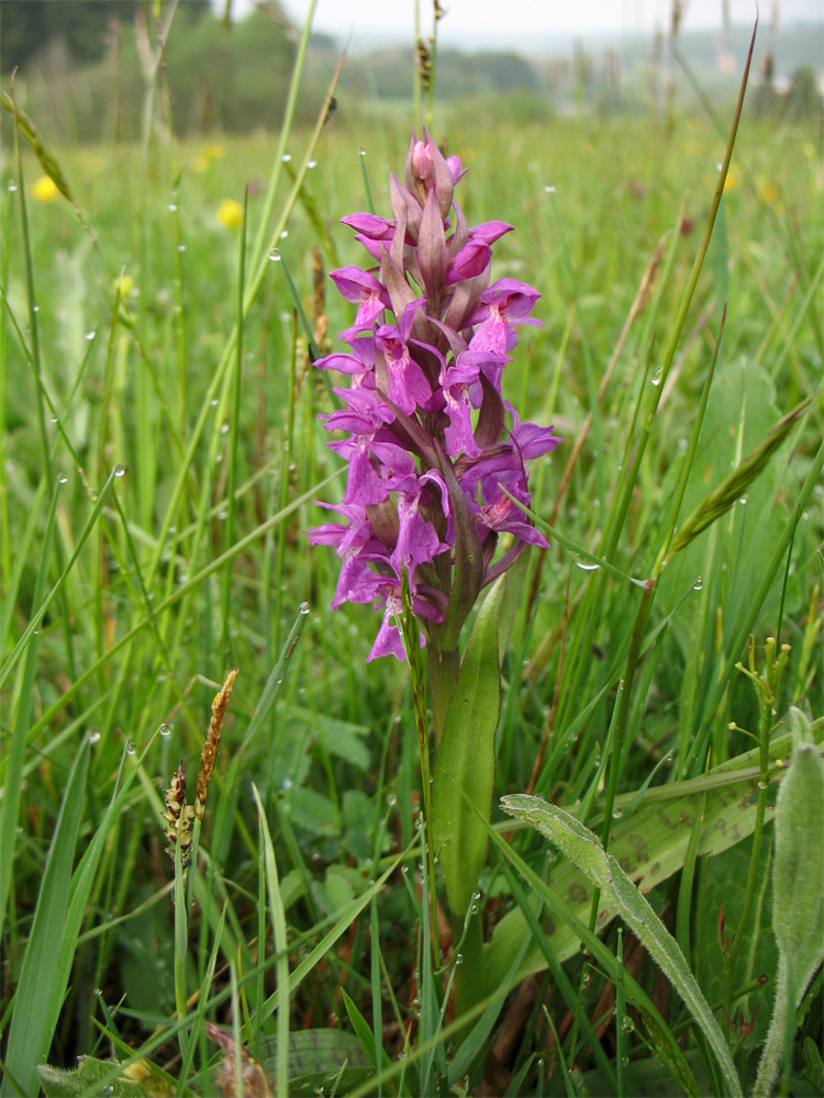 Image of Dactylorhiza × aschersoniana specimen.