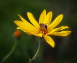 Helianthus tuberosus. Соцветие с питающейся журчалкой (Eristalis). Ярославская обл., Рыбинский р-н, с. Каменники, заброшенный садовый участок вдоль берега Рыбинского вдхр. 18.08.2016.