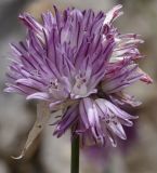 Allium heldreichii