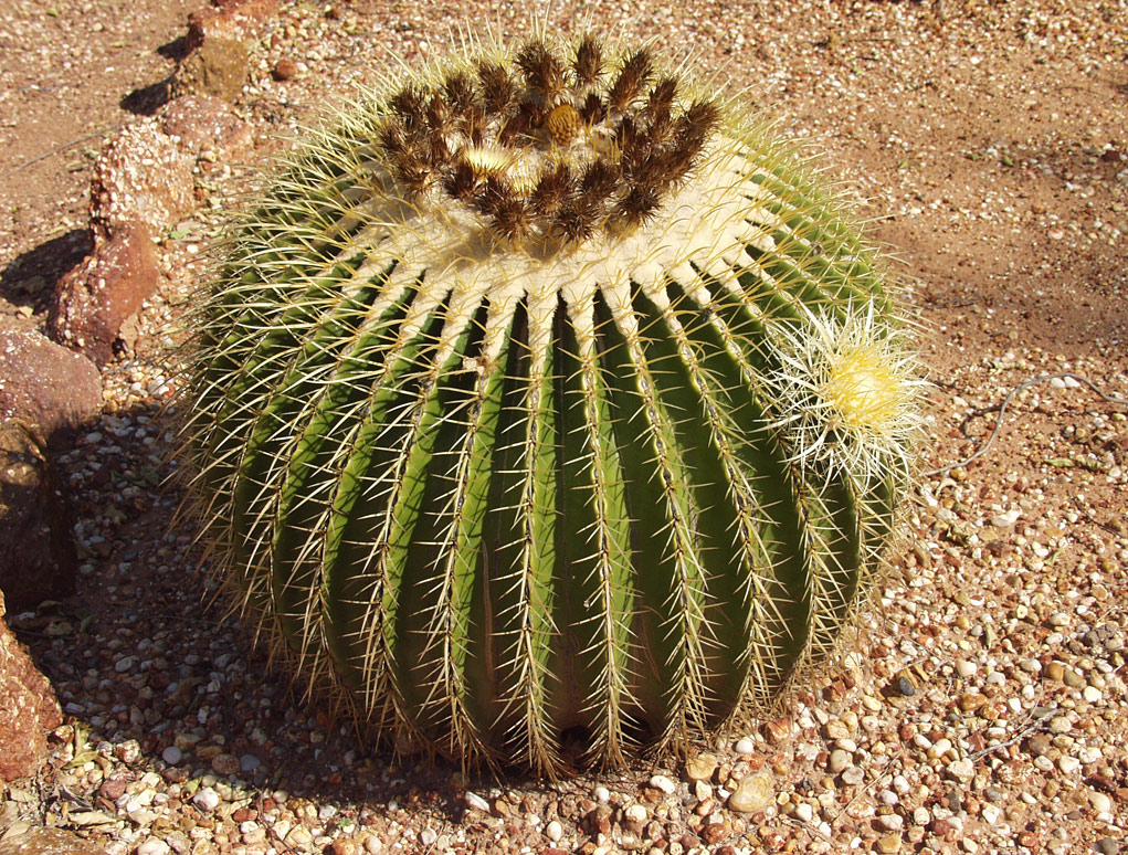 Image of Echinocactus grusonii specimen.