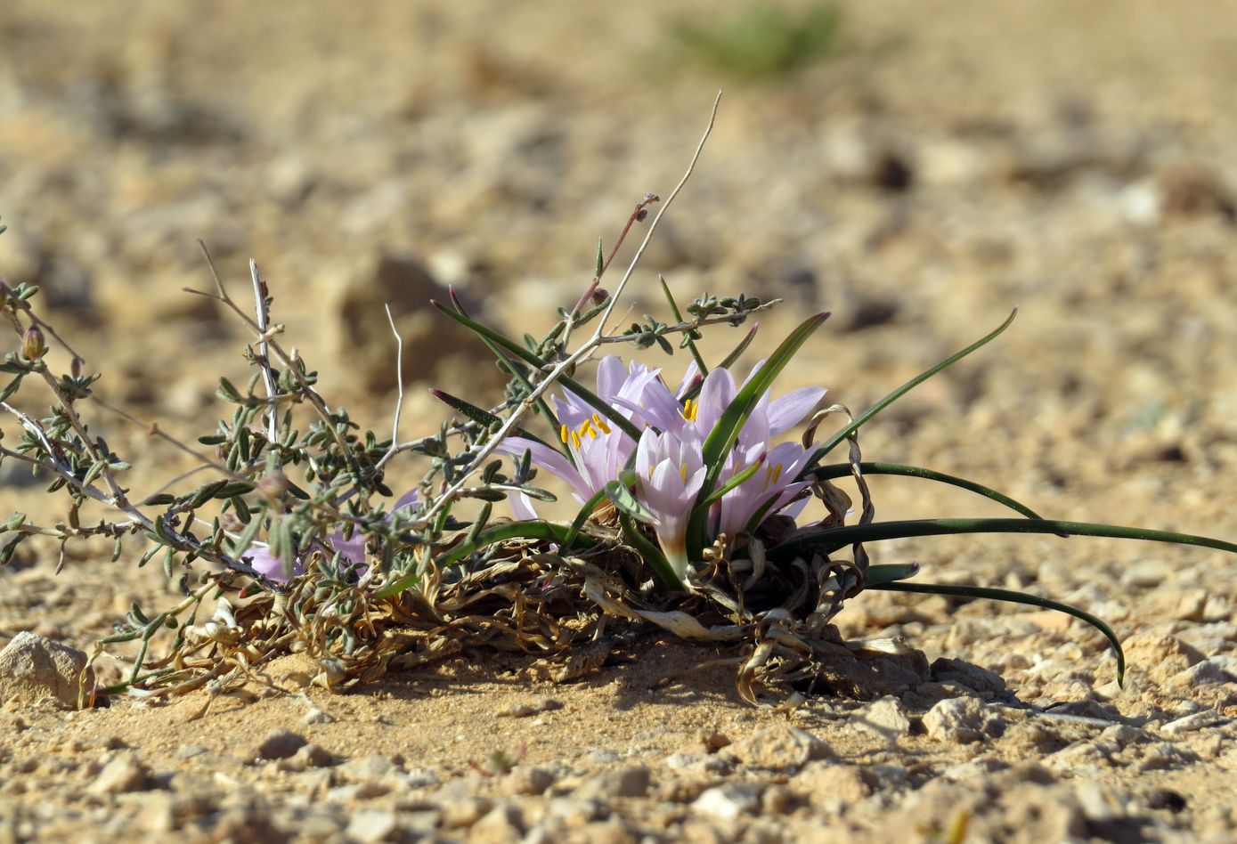 Изображение особи Colchicum ritchiei.