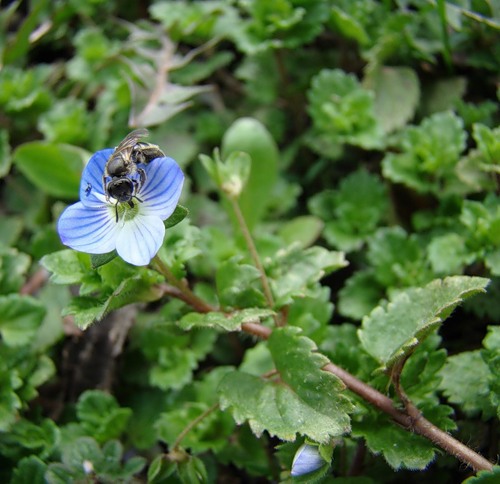 Image of Veronica persica specimen.