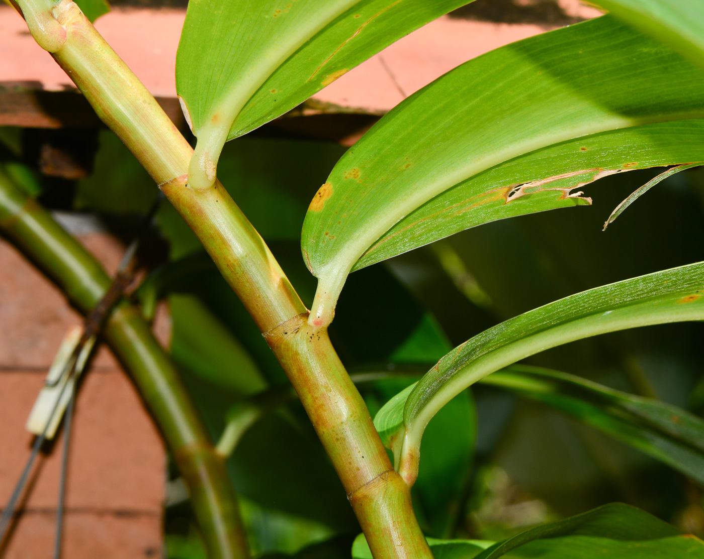 Изображение особи Hellenia speciosa.