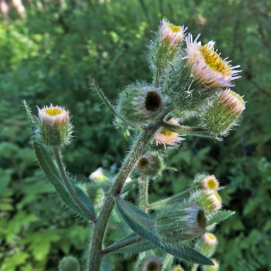 Image of Erigeron acris specimen.